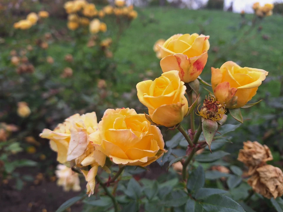 В середине ноября в Молдове цветут розы. Фото: "КП"