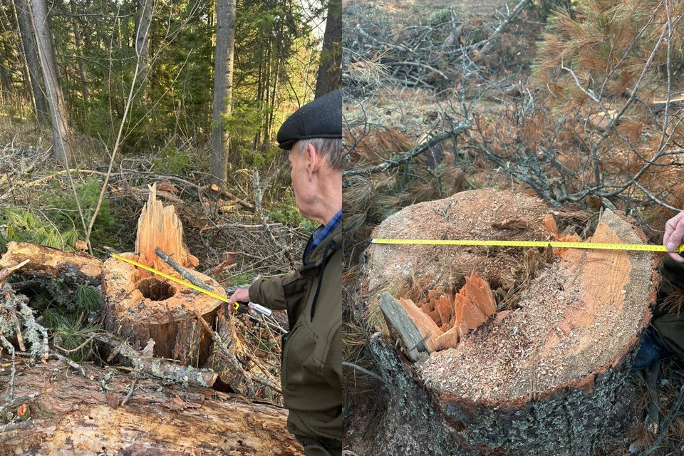 Фото: пресс-служба департамента лесного хозяйства Томской области