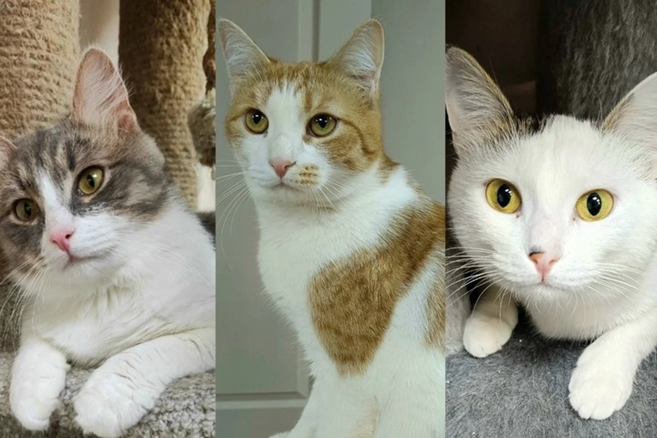 Ищем добрые руки малышам из приютов. Фото: котофонд «Спасем вместе»