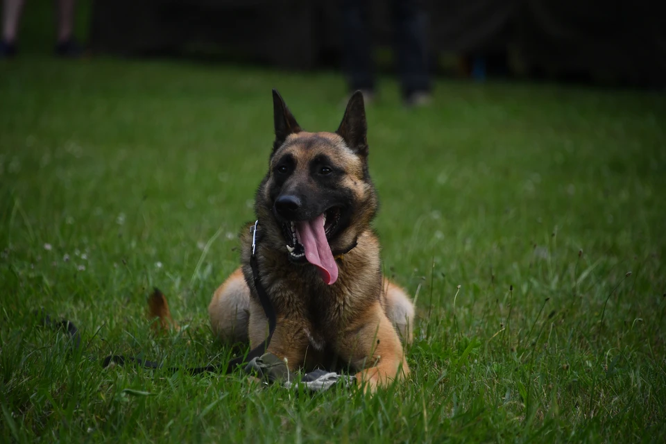 Хозяин овчарки в Ухте выплатит 150 тысяч рублей за нападение на женщину.