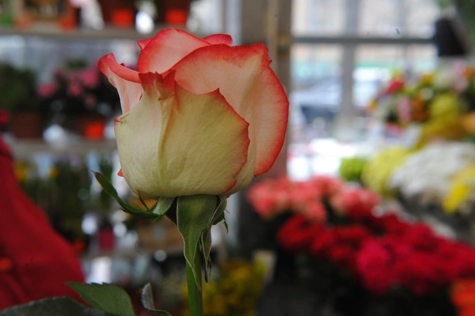 Малыш катался на велосипеде и случайно упал - прямо на ветки кустов роз.