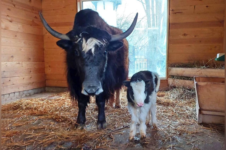 Детеныш яка родился в зоопарке «Лимпопо» в Нижнем Новгороде. Фото: пресс-служба зоопарка «Лимпопо»