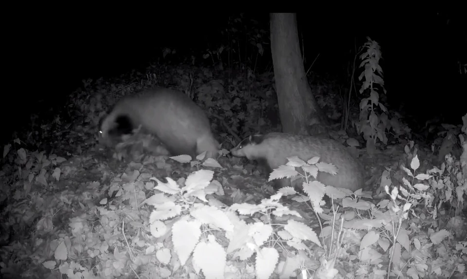 Барсуки калужского заповедника готовятся к зиме.