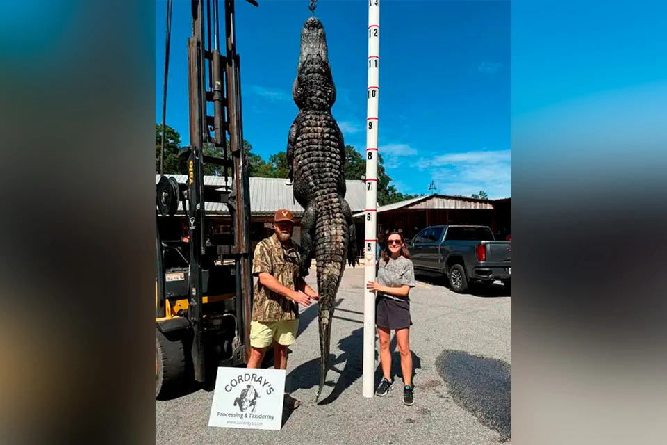 Охотникам удалось подстрелить аллигатора весом почти 250 килограмм и длиной 3,5 метра.