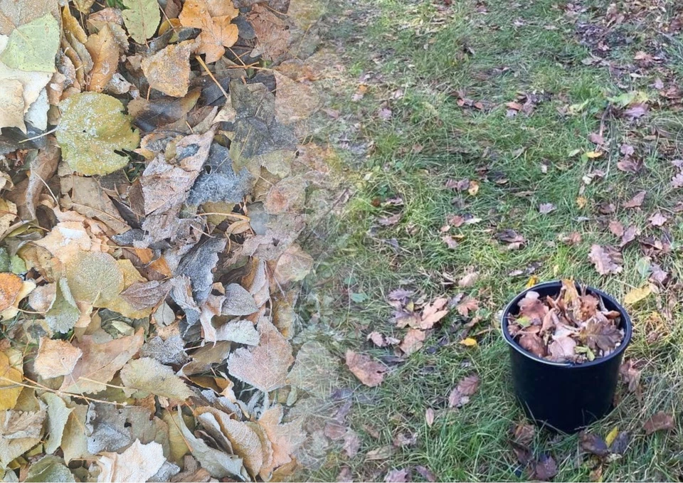 А вдруг и грибы пойдут. Фото: коллаж КП