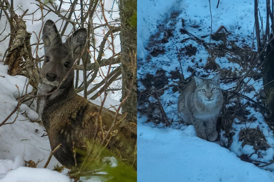 Главные действующие мордочки - рысь и кабарга. Фото: Алтайский биосферный заповедник