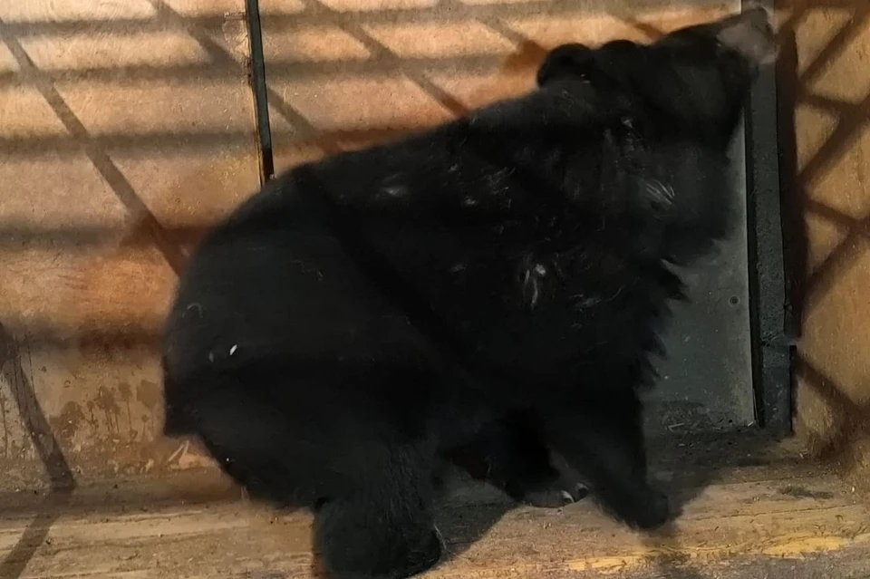 Сейчас медведь чувствует себя хорошо и находится под наблюдением. Фото: центр «Тигр»