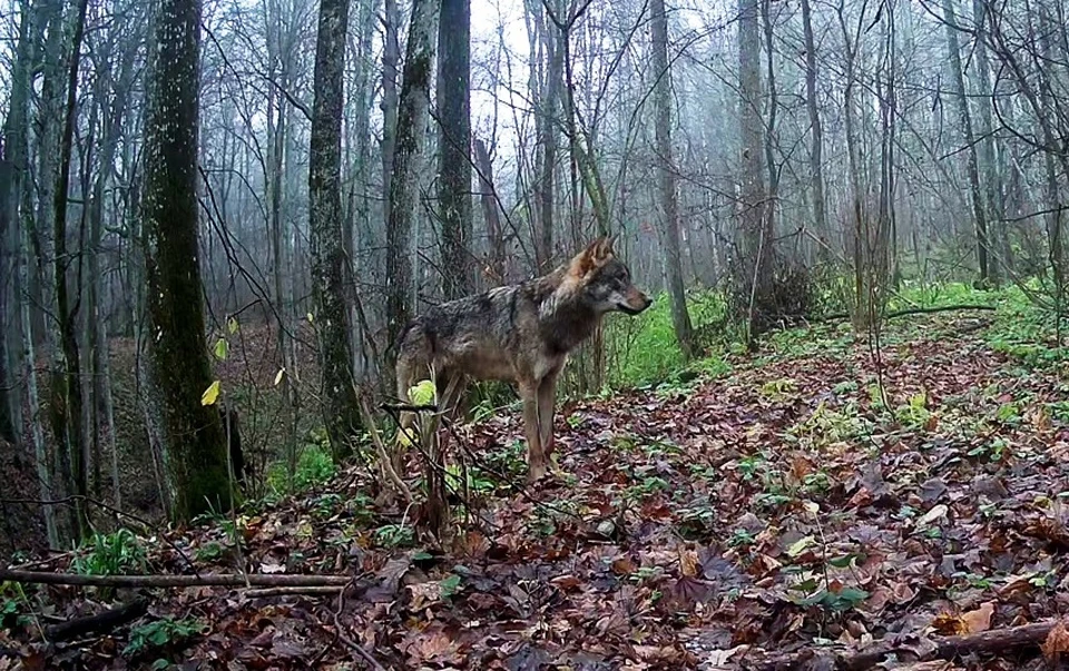Волчья семья обитает на южном участке заповедника «Калужские засеки».