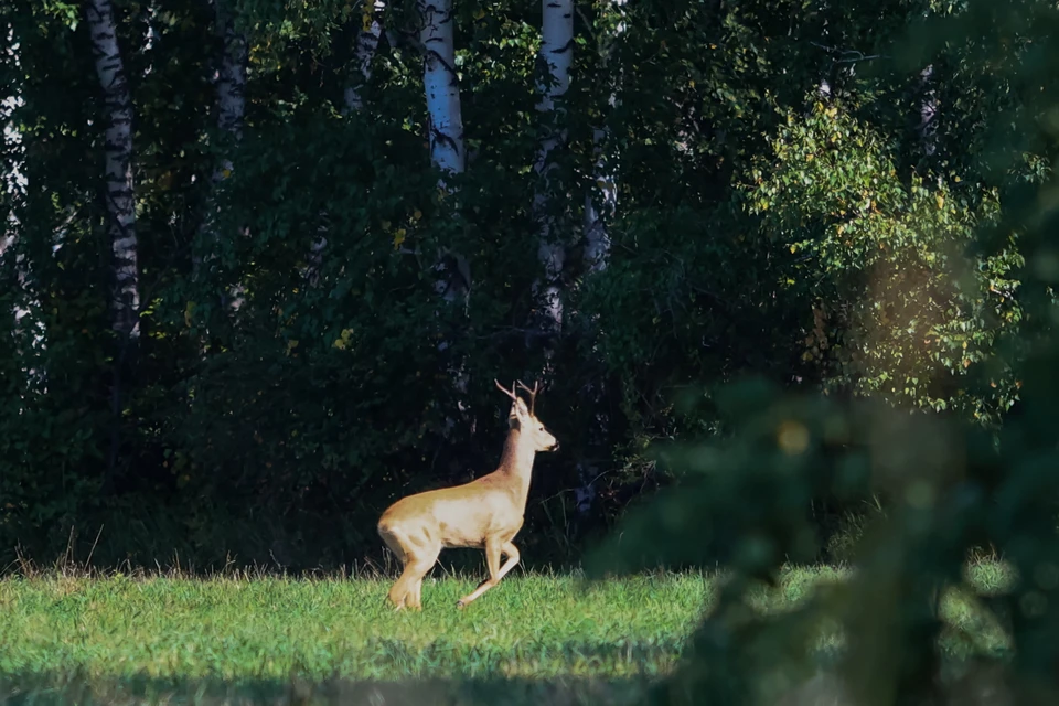 Новые требования к предотвращению гибели животных и птиц ввели на Ставрополье