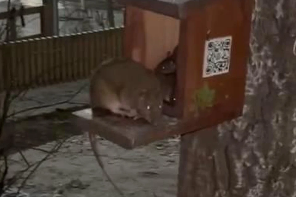 Крысы в кормушках Черняевского леса лакомятся угощением для птиц и белочек. Фото: скриншот с видео читателей «КП-Пермь».