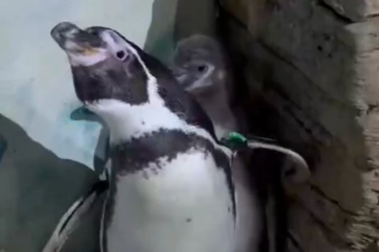 Укрыл птенца крылом и не дал сфотографировать: в Приморском океанариуме отец-пингвин встал на дыбы, защищая своего малыша