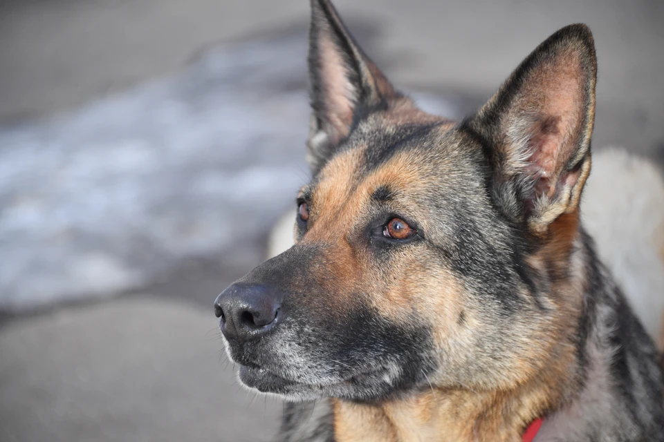 Увидев бегущее за машиной животное, другие водители заблокировали это авто.