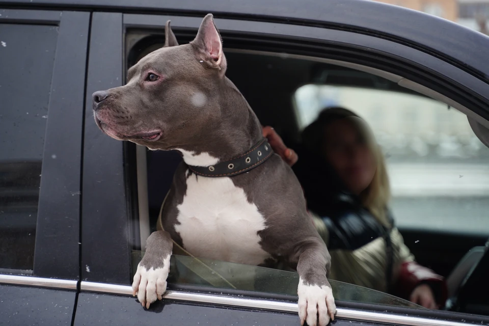 Прохожую возмутило, что хозяин пнул своего питбуля на прогулке по центру Ростова.