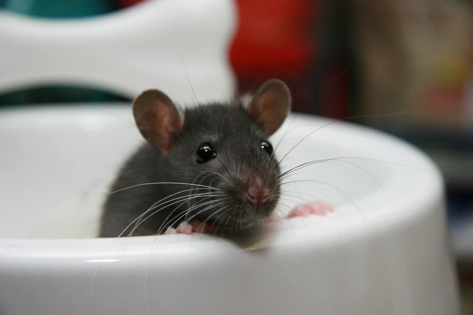 Крысы в панельной девятиэтажке пугают не только ребятишек, но и взрослых