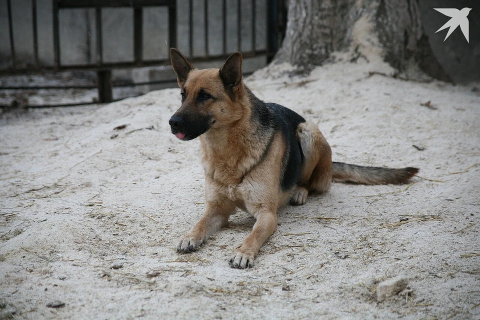Бездомный пес напал на школьника в Удмуртии