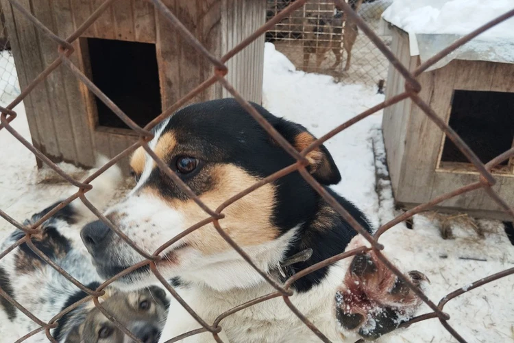 «Вебзайм» стала благотворителем самого большого приюта в Новосибирске
