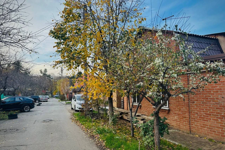 На улицах Краснодара распустилась вишня. Фото от читателя "Комсомолки"