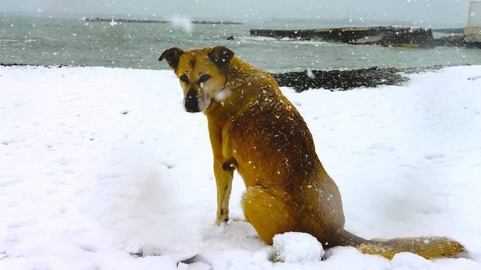 Стая собак накинулась на школьника