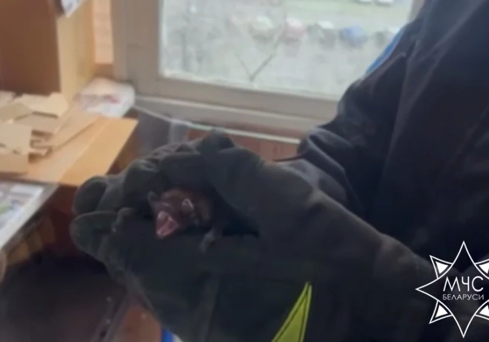 Летучих мышей спасатели выпустили на улицу. Фото: кадр видео МЧС Беларуси