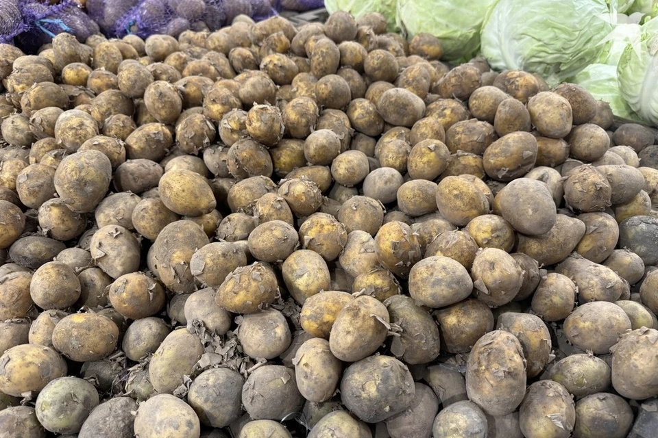 В Беларуси запретили продавать мелкий картофель в магазинах. Снимок носит иллюстративный характер. Фото: архив «КП»