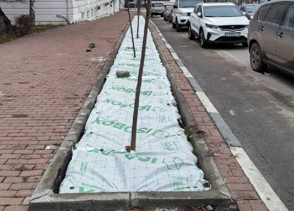 Корни деревьев в центре Ульяновска укрыли геотекстилем от зимних реагентов | ФОТО: Городской центр по благоустройству и озеленению г. Ульяновска