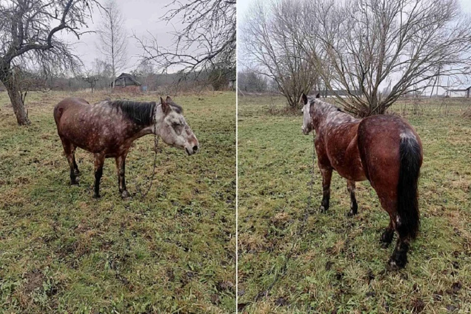 В Витебской области на аукцион выставили лошадь. Фото: gostorg.by.