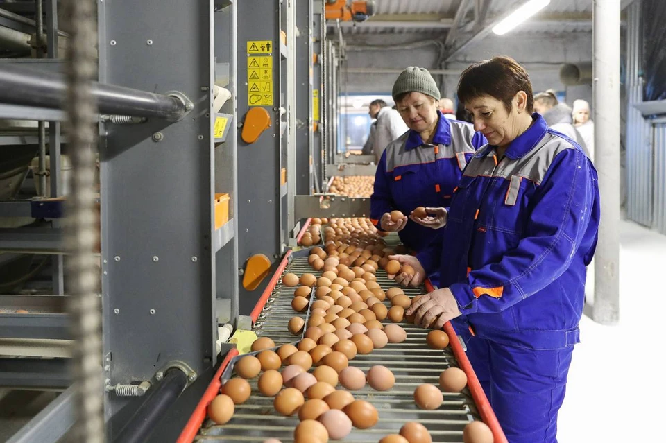 Более 600 миллионов штук яиц произвели только за 9 месяцев года на волгоградских предприятиях. Фото: администрация области.