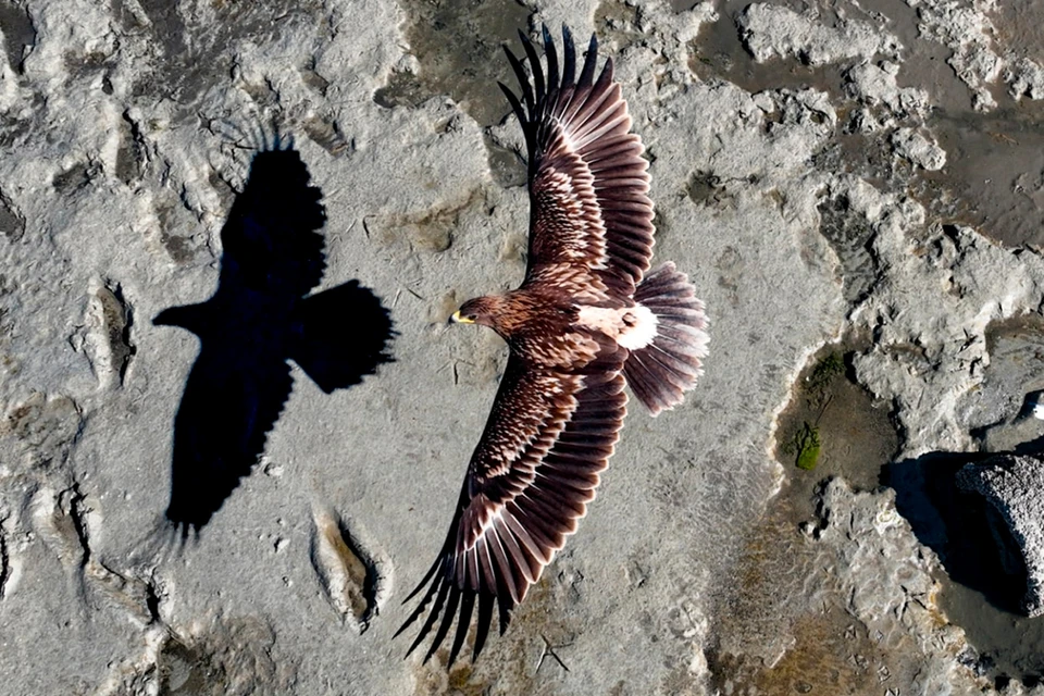 «Там, где тишина отбрасывает тень» Как бы высоко ни парил орел, он всегда будет связан с землей, так же как и его тень. 2-е место в категории «Дикая природа». Фото: Mahdi GHOLOUM/©Drone Photo Awards 2025