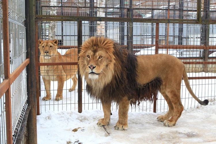 Они должны быть свободными: стартовали работы по подготовке проекта «Дикие и беззащитные»