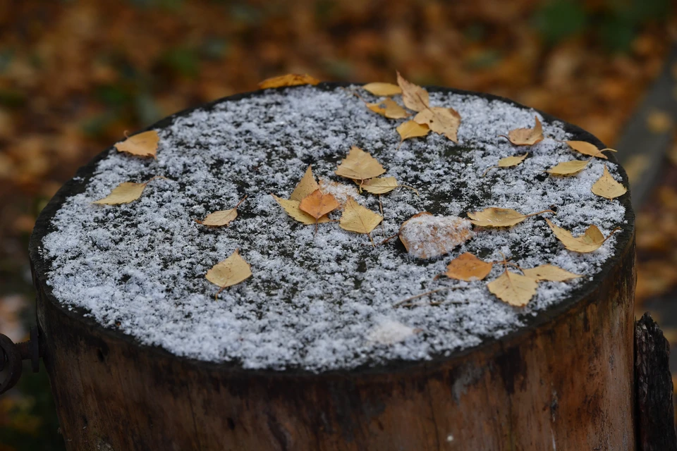 Существенных осадков не прогнозируется