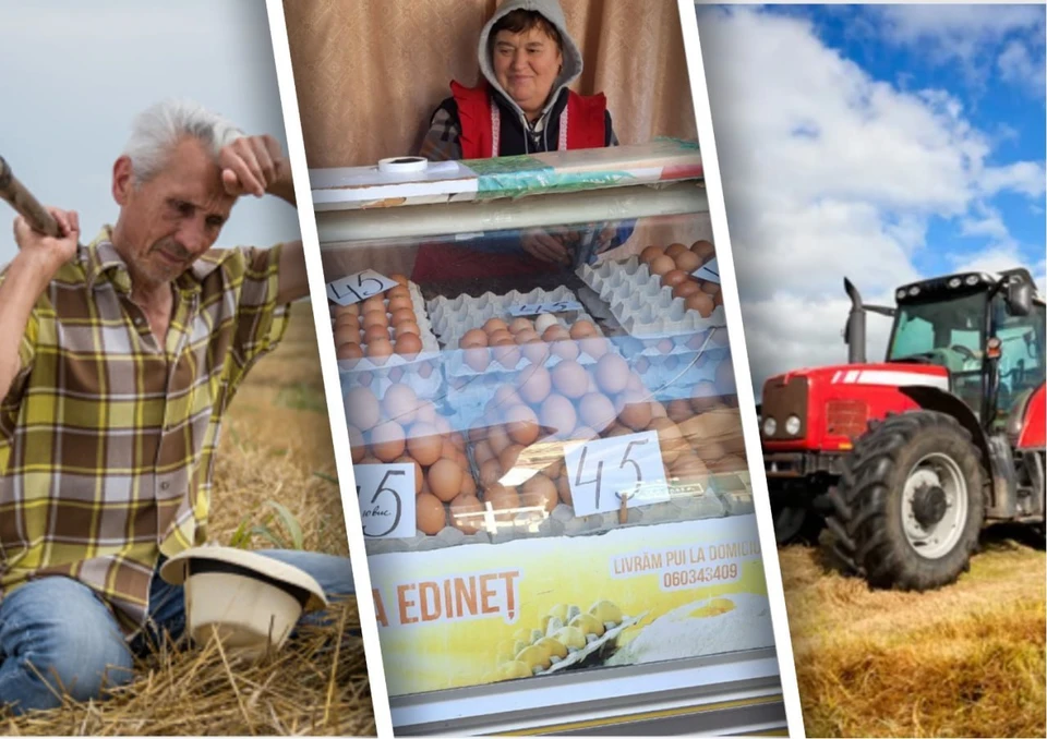 В сельском хозяйстве страны ситуация катастрофическая. Коллаж КП