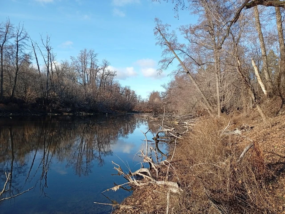 Животные могут без особых усилий находить себе пропитание, что, безусловно, идет им на пользу. Фото: нацпарк "Бузулукский бор"