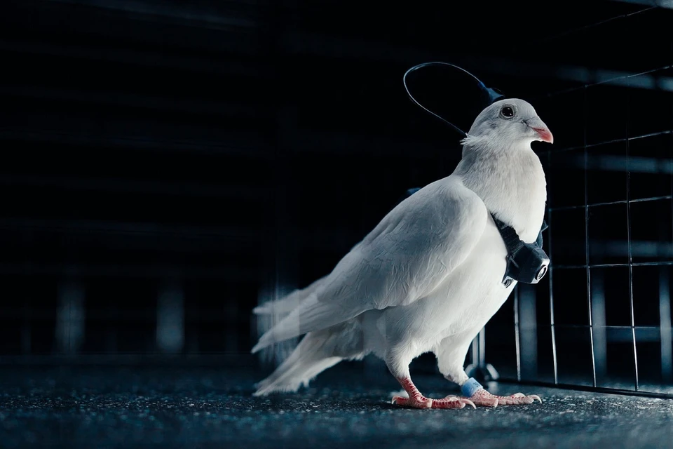 Российская компания показала первых голубей-биодронов. Фото: Сайт Neiry