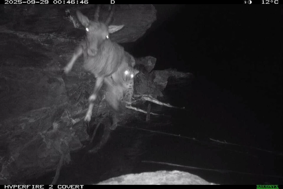 Фото: пресс-служба Объединённой дирекции заповедника «Саяно-Шушенский» и национального парка «Шушенский бор»