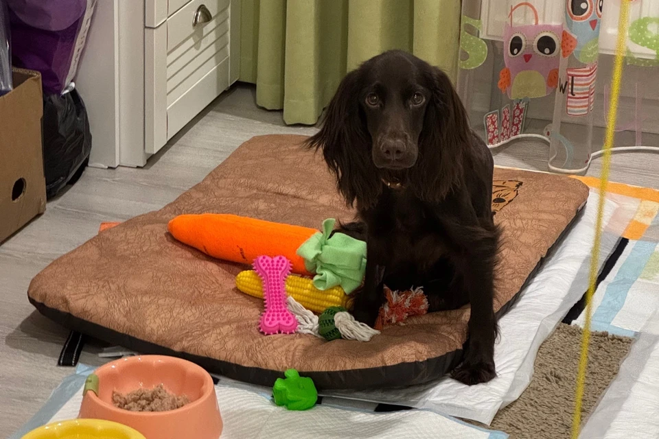 Ириска уже дома. Сейчас её жизни ничего не угрожает. Фото: Екатерина КАЗАКУ.