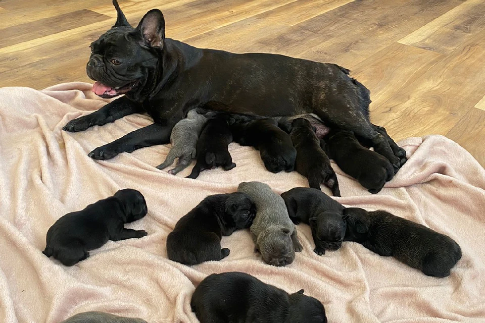 Французская бульдожка из Петербурга родила за раз 12 щенят и попала в Книгу рекордов России как самая плодовитая собака своей породы. Фото: личный архив героев публикации