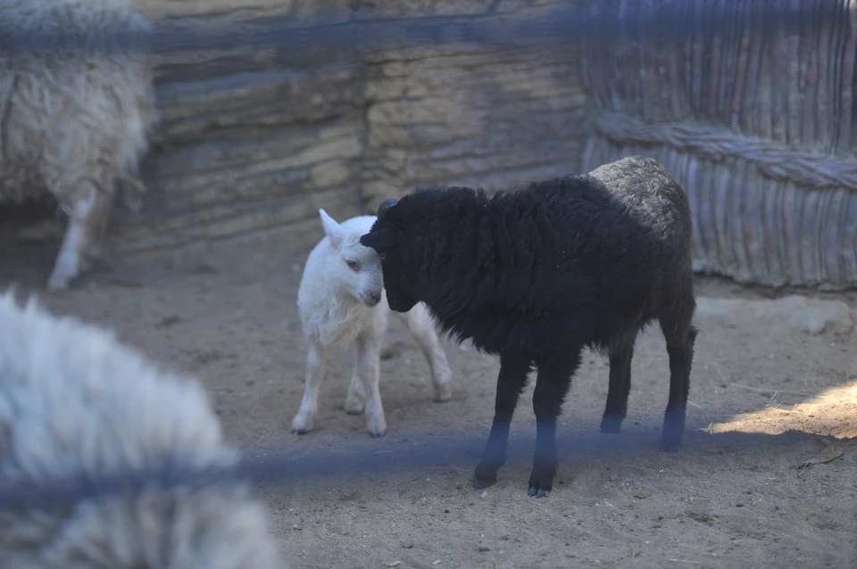 Специалисты провели выборочное вскрытие четырех туш, и вывод оказался шокирующим
