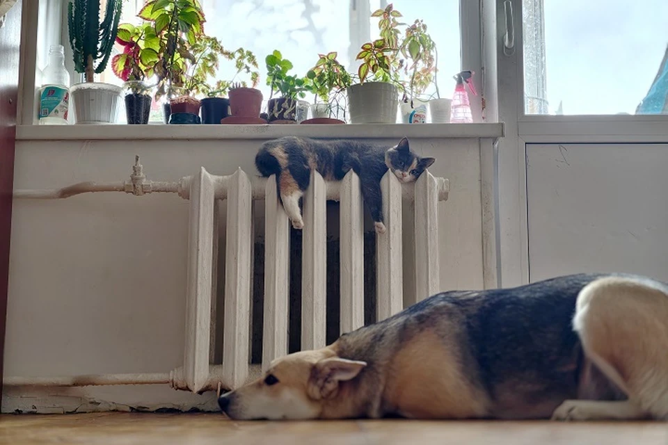 С 1 марта 2026 года самарцев обяжут регистрировать домашних животных.