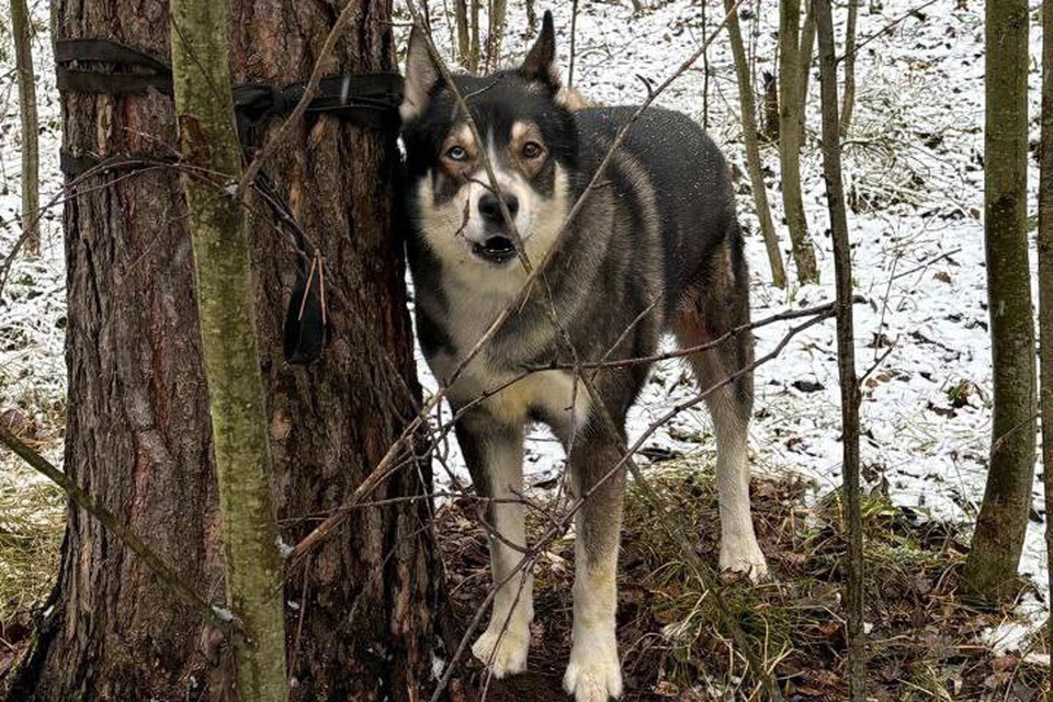 Раненую собаку буквально приговорили к смерти, намертво привязав к дереву. Фото: Зоопатруль НН