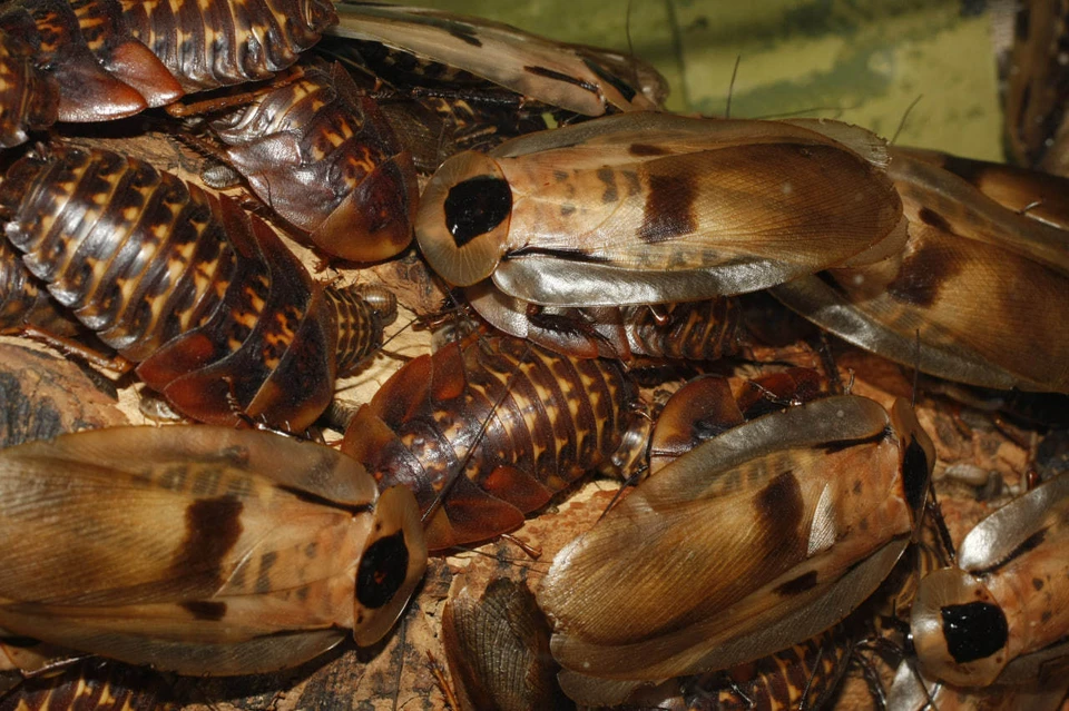 Mirror: мужчина умер, подавившись живым тараканом на конкурсе в США