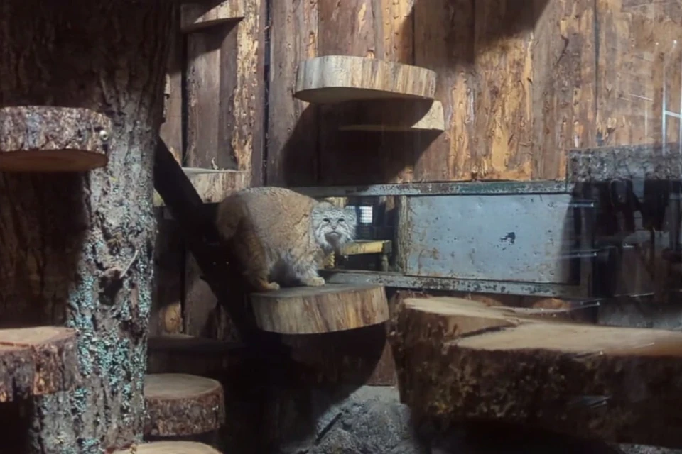 Процесс подготовки к холодам у манулов начинается в сентябре и продолжается до декабря. Фото: Ленинградский зоопарк