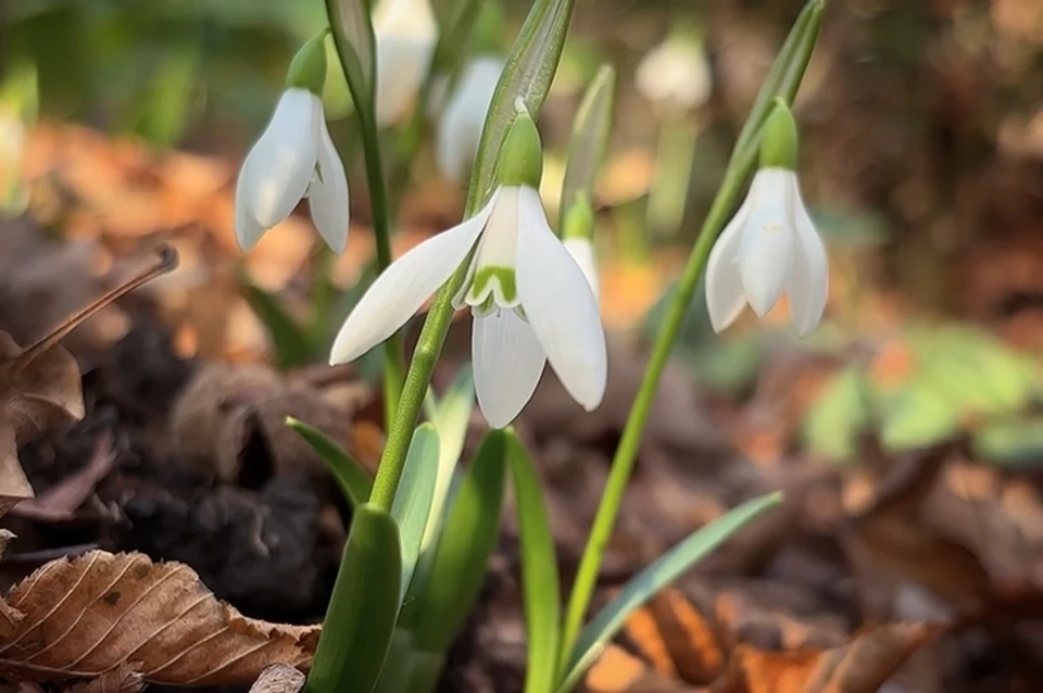 Фото: скриншот видео Сочинского национального парка