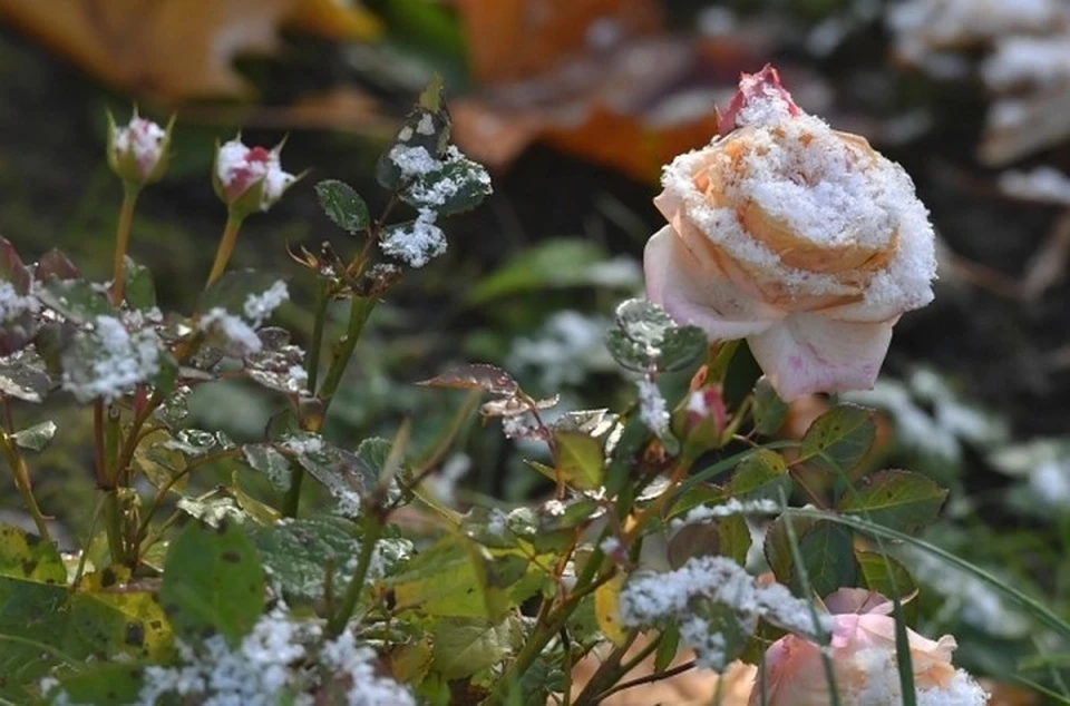 Синоптик Дмитрий Рябов сказал, придет ли зима в Беларусь ровно по календарю на неделе с 1 по 7 декабря. Фото носит иллюстративный характер.