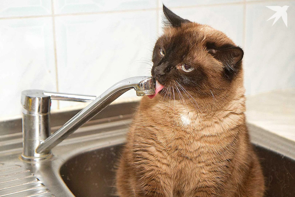 «Минскводоканал» сказал, как выявить утечку, если не слышен звук льющейся воды. Фото носит иллюстративный характер.