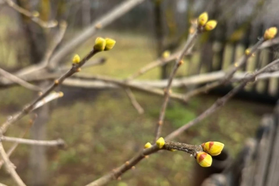На кустарниках вновь набухли почки. Фото: Светлана Камашева, пресс-служба Гидрометцентра Удмуртии
