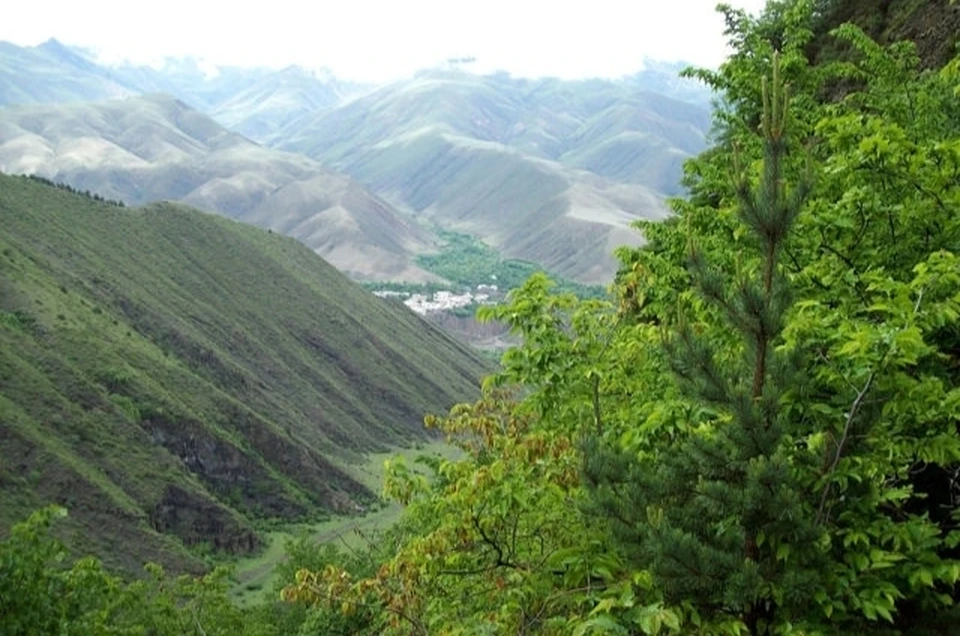 Лес известен своими живописными пейзажами. Фото: администрация Ахтынского района