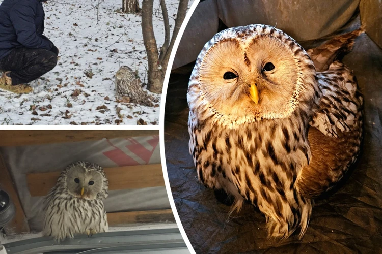 «У него не было сил»: сибирячка спасла краснокнижную неясыть от стаи ворон в Академгородке
