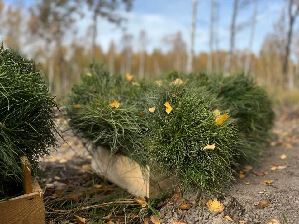 Почти 6 тысяч гектаров лесов высадили в Нижегородской области за этот год. Фото: минлесхоз Нижегородской области
