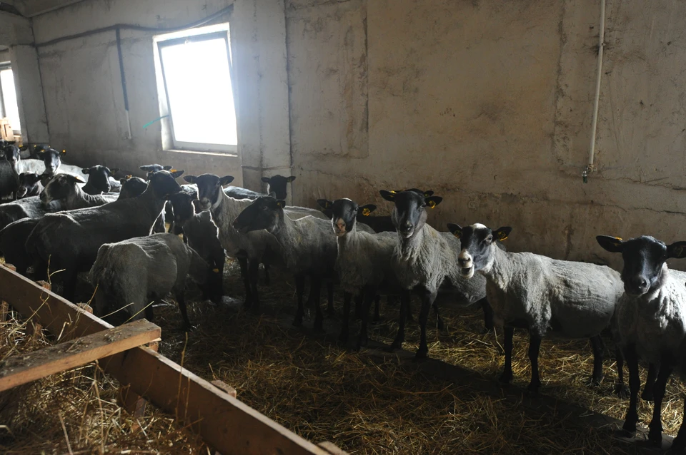 Александр Бастрыкин потребовал доклад, по результатам которого будет принято решение