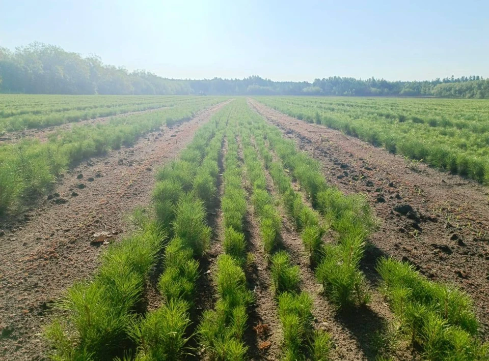 План по лесовосстановлению в 2025 году был перевыполнен. Фото: t.me/tomenko